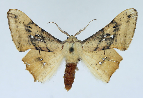 /filer/webapps/moths/media/images/D/dentataria_Coenina_AM_TMSA.jpg