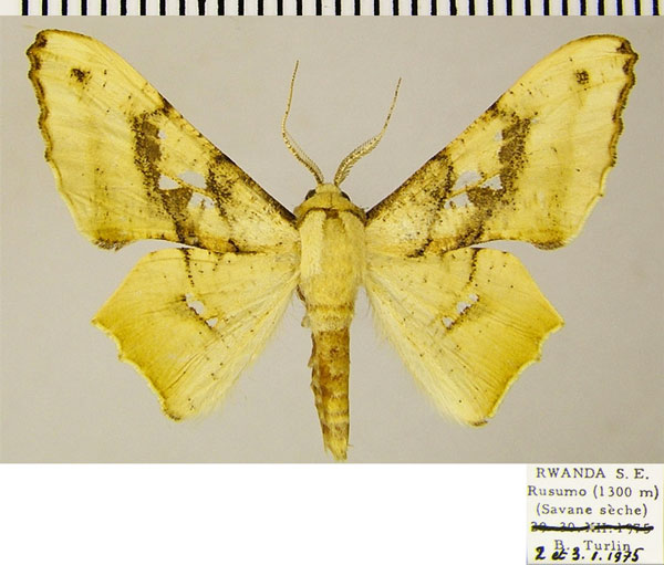 /filer/webapps/moths/media/images/D/dentataria_Coenina_AM_ZSMa.jpg