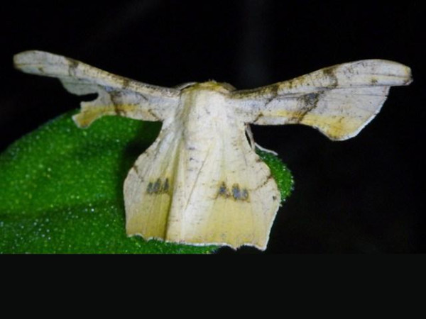 /filer/webapps/moths/media/images/D/dentataria_Coenina_A_Liebenberg_01.jpg