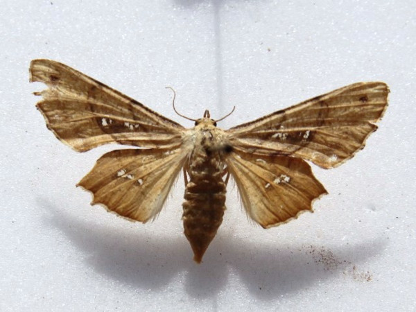 /filer/webapps/moths/media/images/D/dentataria_Coenina_A_goff.jpg
