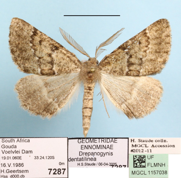 /filer/webapps/moths/media/images/D/dentatilinea_Drepanogynis_A_MGCLa_01.JPG