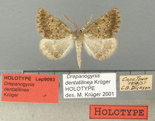 /filer/webapps/moths/media/images/D/dentatilinea_Drepanogynis_HT_TMSA.jpg