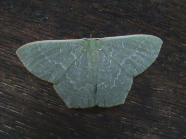 /filer/webapps/moths/media/images/D/dentatilinea_Thalassodes_A_Guyonnet.jpg