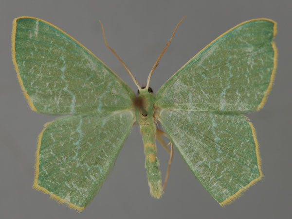 /filer/webapps/moths/media/images/D/dentatilinea_Thalassodes_A_ZSM_01.jpg