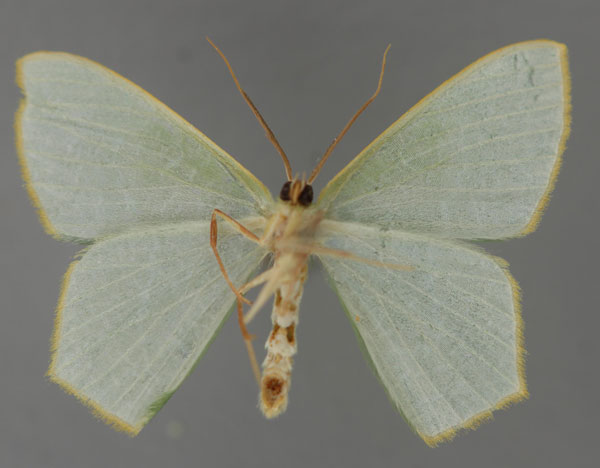 /filer/webapps/moths/media/images/D/dentatilinea_Thalassodes_A_ZSM_02.jpg