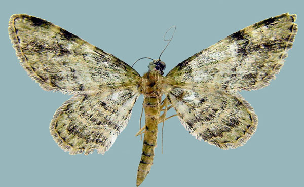 /filer/webapps/moths/media/images/D/dentatissima_Chloroclystis_AF_ZSMa.jpg