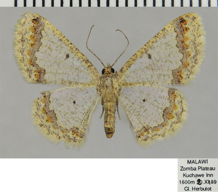 /filer/webapps/moths/media/images/D/denticatella_Zamarada_AF_ZSM.jpg
