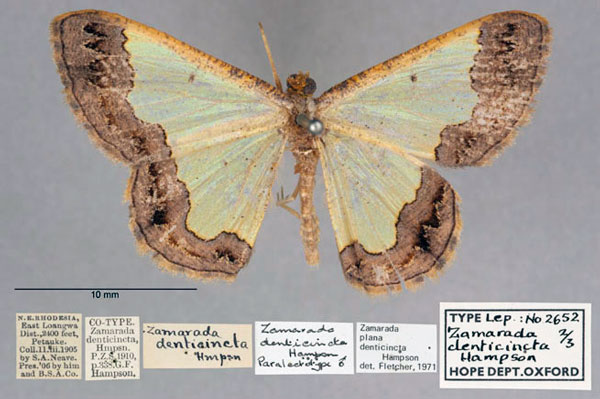 /filer/webapps/moths/media/images/D/denticincta_Zamarada_PLTM_OUMNH_01.jpg