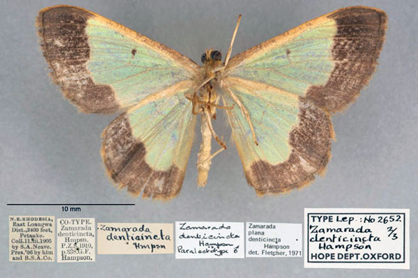 /filer/webapps/moths/media/images/D/denticincta_Zamarada_PLTM_OUMNH_02.jpg