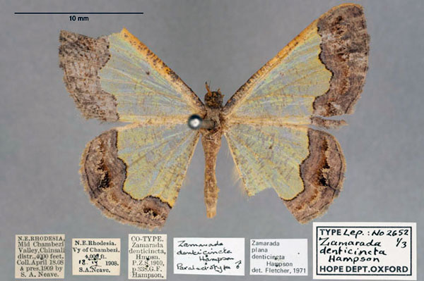 /filer/webapps/moths/media/images/D/denticincta_Zamarada_PLT_OUMNH_01.jpg