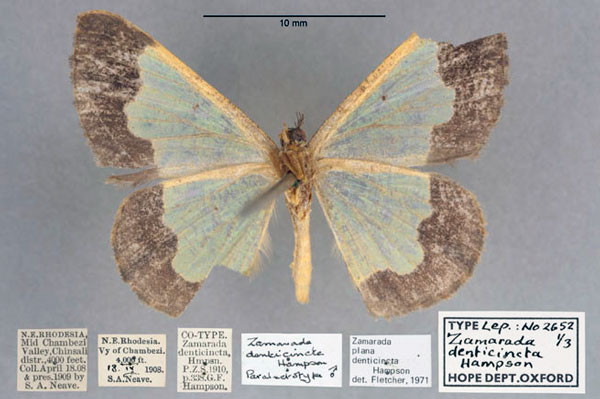 /filer/webapps/moths/media/images/D/denticincta_Zamarada_PLT_OUMNH_02.jpg