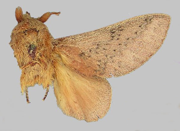 /filer/webapps/moths/media/images/D/denticula_Metanastria_HT_BMNH.jpg