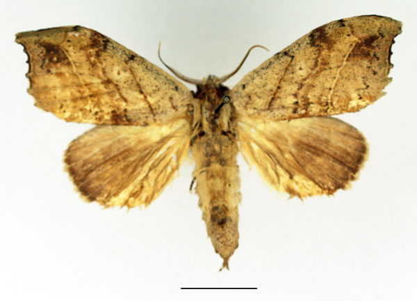 /filer/webapps/moths/media/images/D/denticulata_Pseudobarobata_AM_Basquin.jpg