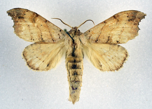 /filer/webapps/moths/media/images/D/denticulata_Pseudobarobata_AM_NHMO.jpg