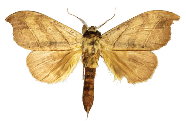 /filer/webapps/moths/media/images/D/denticulata_Pseudobarobata_AM_ZMJU.jpg