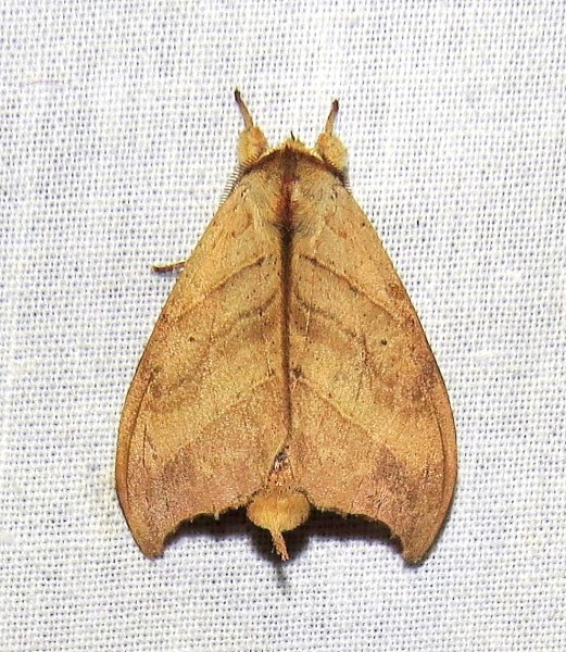 /filer/webapps/moths/media/images/D/denticulata_Pseudobarobata_M_Bergsma.jpg