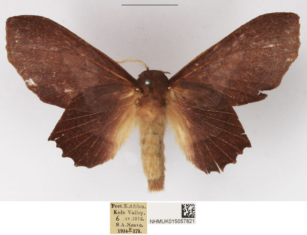 /filer/webapps/moths/media/images/D/denticulata_Stenophatna_AF_NHMUK_01.jpg