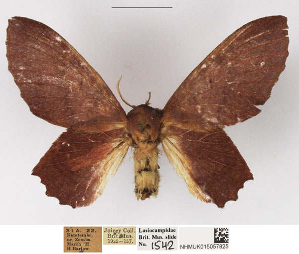 /filer/webapps/moths/media/images/D/denticulata_Stenophatna_AF_NHMUK_02.jpg