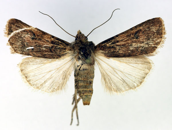 /filer/webapps/moths/media/images/D/denticulosa_Agrotis_AF_Aulombard.jpg