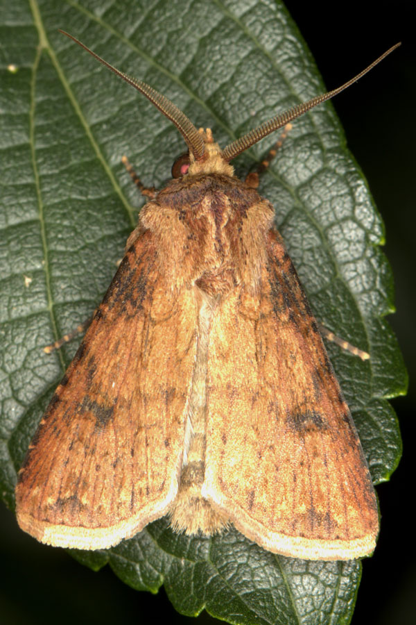 /filer/webapps/moths/media/images/D/denticulosa_Agrotis_AM_Heyns.jpg