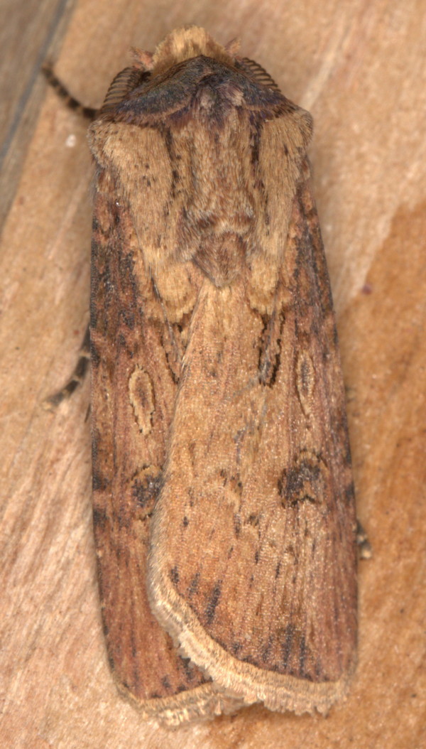 /filer/webapps/moths/media/images/D/denticulosa_Agrotis_A_Heyns_01.jpg