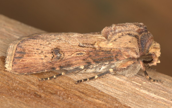 /filer/webapps/moths/media/images/D/denticulosa_Agrotis_A_Heyns_02.jpg