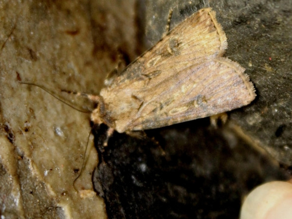 /filer/webapps/moths/media/images/D/denticulosa_Agrotis_A_Sydes.jpg