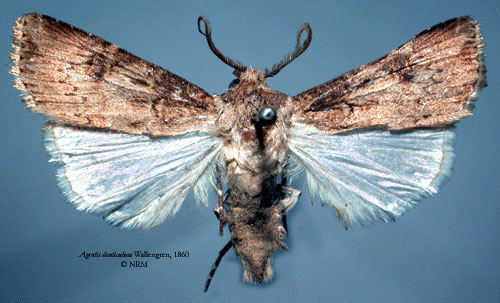 /filer/webapps/moths/media/images/D/denticulosa_Agrotis_HT_SNHMa.jpg