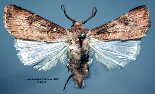 /filer/webapps/moths/media/images/D/denticulosa_Agrotis_HT_SNHMa.jpg