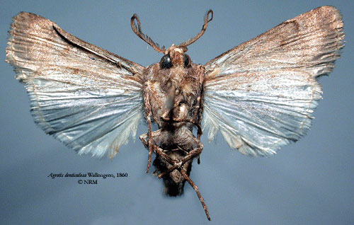 /filer/webapps/moths/media/images/D/denticulosa_Agrotis_HT_SNHMb.jpg