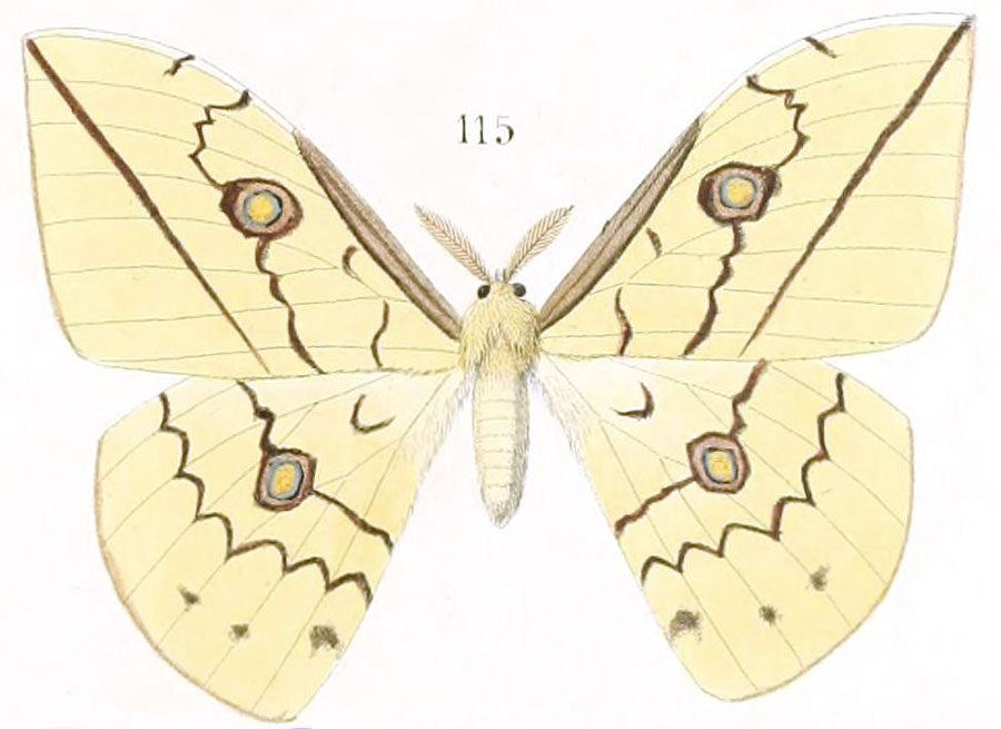 /filer/webapps/moths/media/images/D/dentifera_Copaxa_HT_Maassen-115.jpg