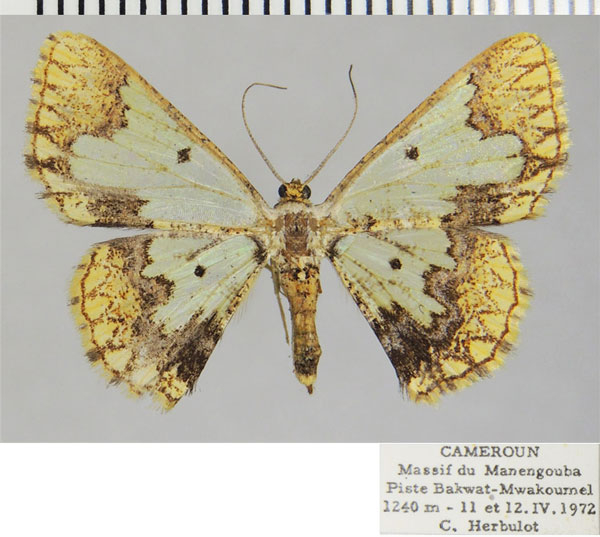 /filer/webapps/moths/media/images/D/dentigera_Zamarada_AF_ZSM.jpg