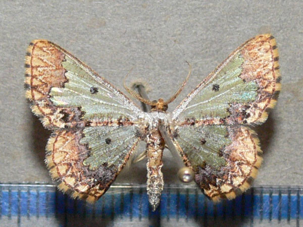 /filer/webapps/moths/media/images/D/dentigera_Zamarada_A_Goff_01.jpg