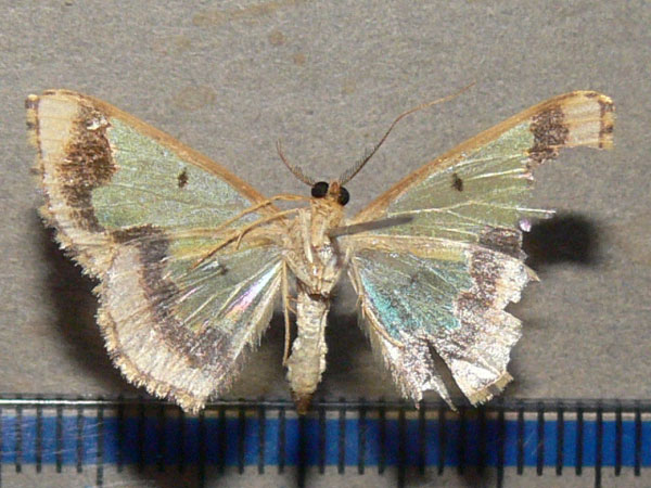 /filer/webapps/moths/media/images/D/dentigera_Zamarada_A_Goff_02.jpg