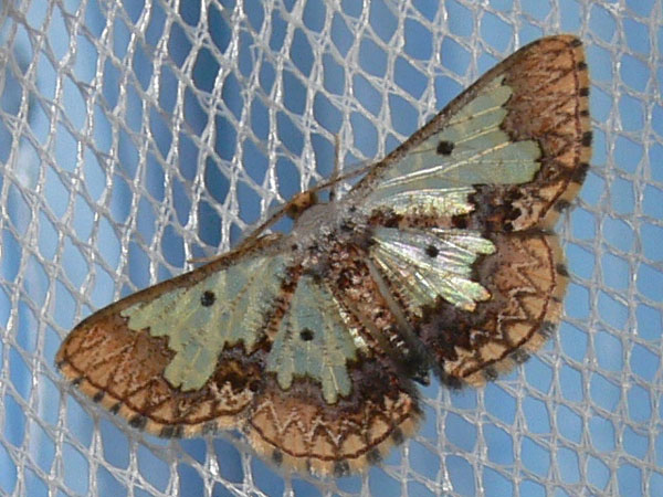 /filer/webapps/moths/media/images/D/dentigera_Zamarada_A_Goff_03.jpg