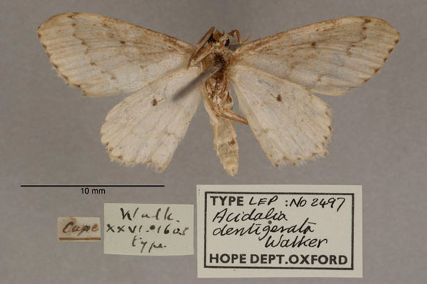 /filer/webapps/moths/media/images/D/dentigerata_Acidalia_HT_OUMNH_02.jpg