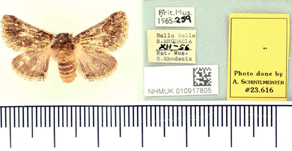 /filer/webapps/moths/media/images/D/dentilinea_Irostola_AM_BMNH.jpg