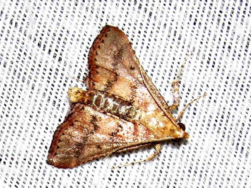/filer/webapps/moths/media/images/D/dentilinealis_Bostra_A_Braun.jpeg