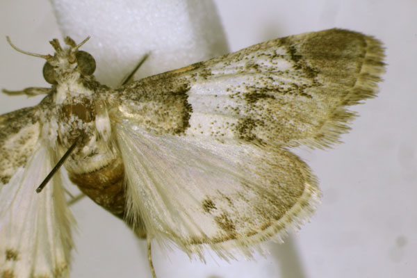 /filer/webapps/moths/media/images/D/dentilinealis_Otjipagapaga_A_JMonks.jpg