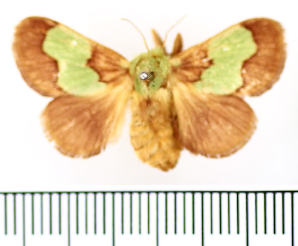 /filer/webapps/moths/media/images/D/dentina_Parasa_AF_BMNH.jpg