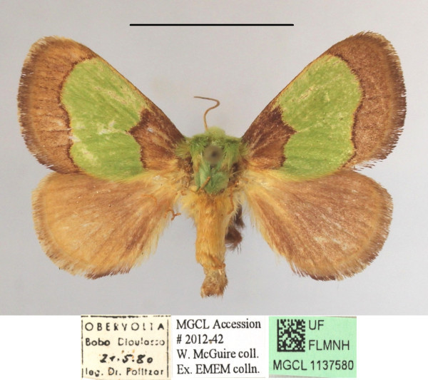 /filer/webapps/moths/media/images/D/dentina_Parasa_A_MGCLa_01.JPG