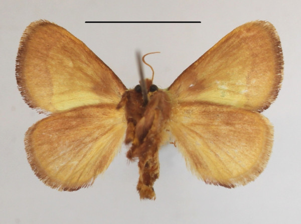 /filer/webapps/moths/media/images/D/dentina_Parasa_A_MGCLb_01.JPG