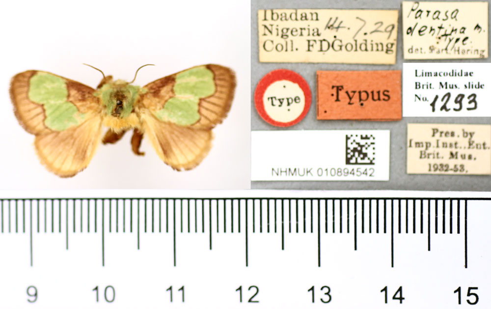 /filer/webapps/moths/media/images/D/dentina_Parasa_HT_BMNH.jpg