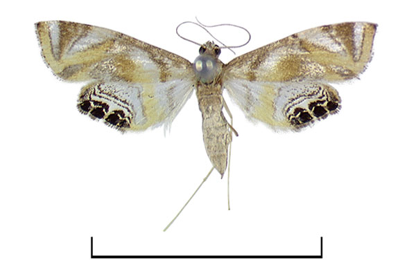 /filer/webapps/moths/media/images/D/dentisigna_Eoophyla_HT_BMNH.jpg