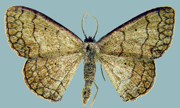 /filer/webapps/moths/media/images/D/dentisignata_Epicosymbia_AM_ZSMa.jpg