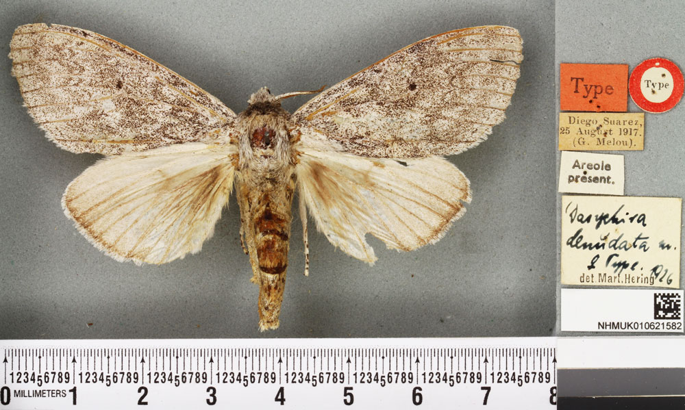 /filer/webapps/moths/media/images/D/denudata_Dasychira_AT_BMNH.jpg