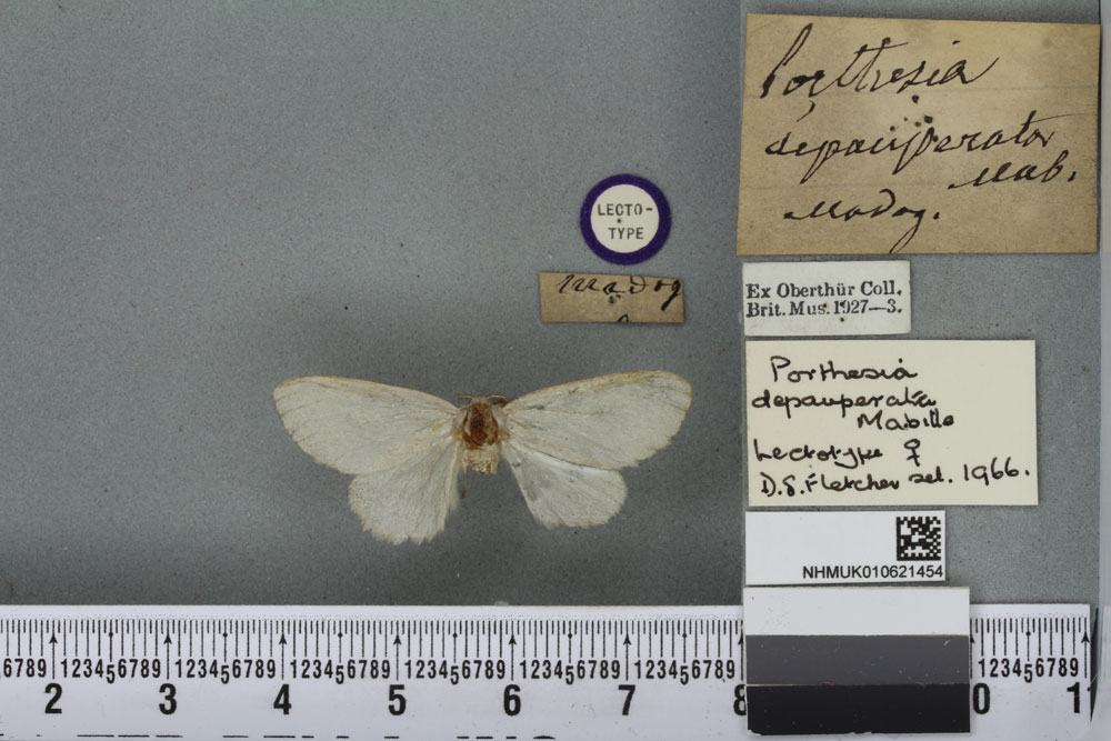 /filer/webapps/moths/media/images/D/depauperata_Porthesia_LT_BMNHa.jpg