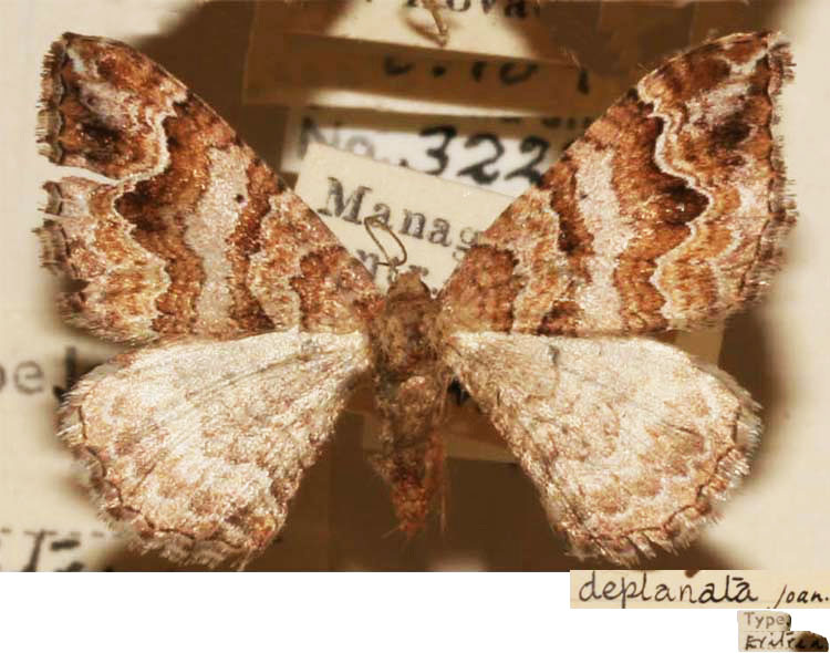 /filer/webapps/moths/media/images/D/deplanata_Cidaria_HT_BMNH.jpg