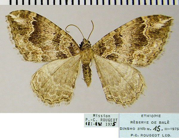 /filer/webapps/moths/media/images/D/deplanata_Mimoclystia_AM_ZSMa.jpg