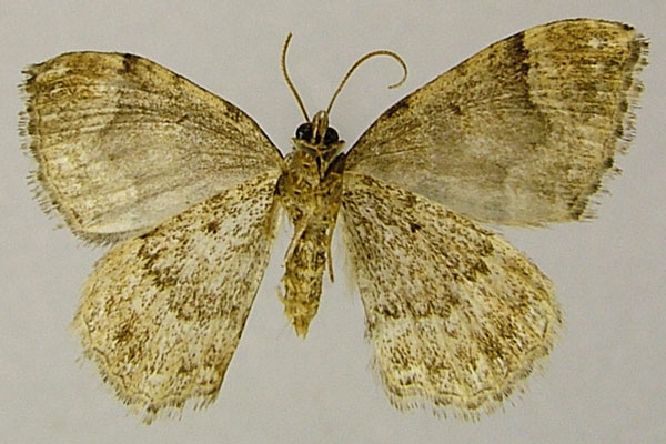/filer/webapps/moths/media/images/D/deplanata_Mimoclystia_AM_ZSMb.jpg